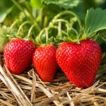 Why Are Strawberries Red