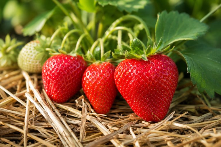 Why Are Strawberries Red