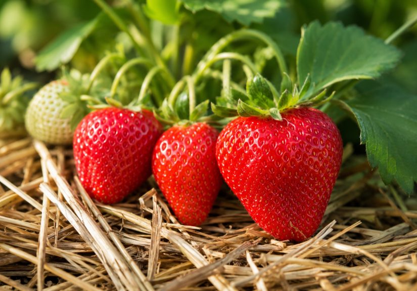 Why Are Strawberries Red